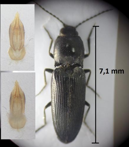 Réf. 201 295 : Cardiophorinae inconnu